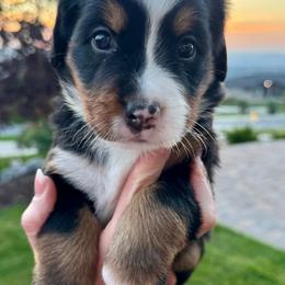 Bernese Mountain Dog Puppies from Cocos Puppy Tales