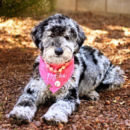 Goldendoodles from Grassland Doodles
