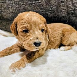 Stitch - Red  male Goldendoodle puppy in Forest, Ohio from Mini Doodle Buddies