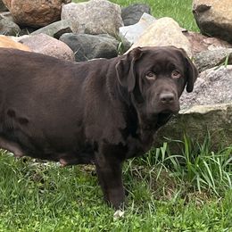 Poppins - Labrador Retriever