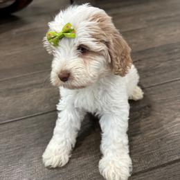 Fiskar - Caramel cream female Labradoodle puppy in Camden, North Carolina from Oopsie Doodles of NC