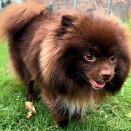 Pomeranians from One Moore Pom