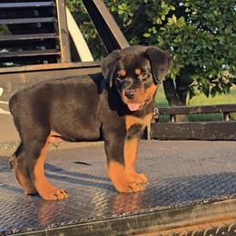 Boy 3 - male Rottweiler puppy in Holts Summit, Missouri from Hurleyhaus Rottweilers