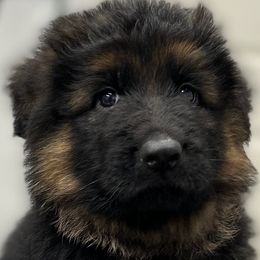 German Shepherds from OakSong German Shepherd Dogs