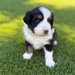 McQueen - Black tri-color male Australian Shepherd puppy in Vista, California from Cummings Family Aussies