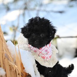 Cavapoo, Cockapoo, and Poodle Puppies from Heavenly Puppies to Love