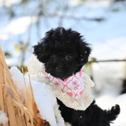 Cavapoo, Cockapoo, and Poodle Puppies from Heavenly Puppies to Love