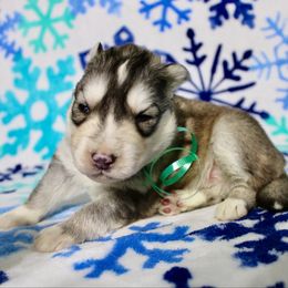 Forest(S4) - Gray and white male Siberian Husky puppy in Lunenburg, Vermont from SNOW WOOLY HUSKY
