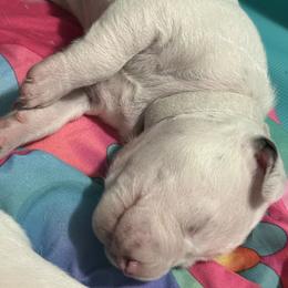 Casper - White and liver brown male Dalmatian puppy in Hastings, Florida from Love My Spotty Dalmatians