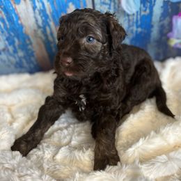 Aussiedoodle Puppies from Soap Creek Kennels
