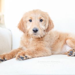 Bernedoodle and Goldendoodle Puppies from Kimberlee’s Kennels