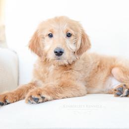 Bernedoodle and Goldendoodle Puppies from Kimberlee’s Kennels