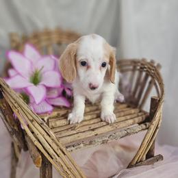 Tucker - Cream male Dachshund puppy in Arthur, Illinois from Dachs and Poms