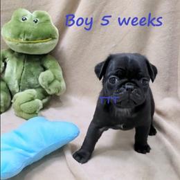 Black boy 2 - Black male Pug puppy in Medina, Ohio from T Tiny Treasures