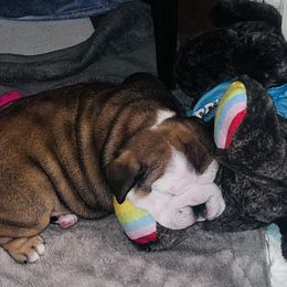 Bulldog Puppies from K&D Bulldogs