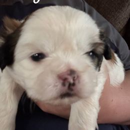 TBD - Red and white female Shih Tzu puppy in Jefferson, Ohio from May May’s Shih Tzu’s