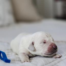 Mr. Blue Collar - Light golden male Golden Retriever puppy in Troy, Alabama from Southland Goldens