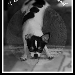 Chihuahua Puppies from Fine Whines & Lickers