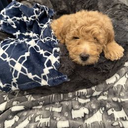 Goldendoodle Puppies from Mini Goldendoodles of New England