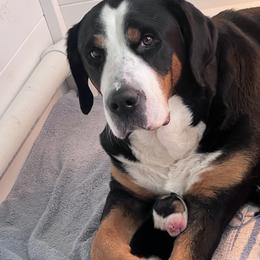 Godiva - Greater Swiss Mountain Dog