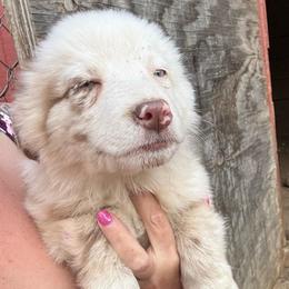 Redmond - Red merle male Australian Shepherd puppy in Four Oaks, North Carolina from RoseWest Farms