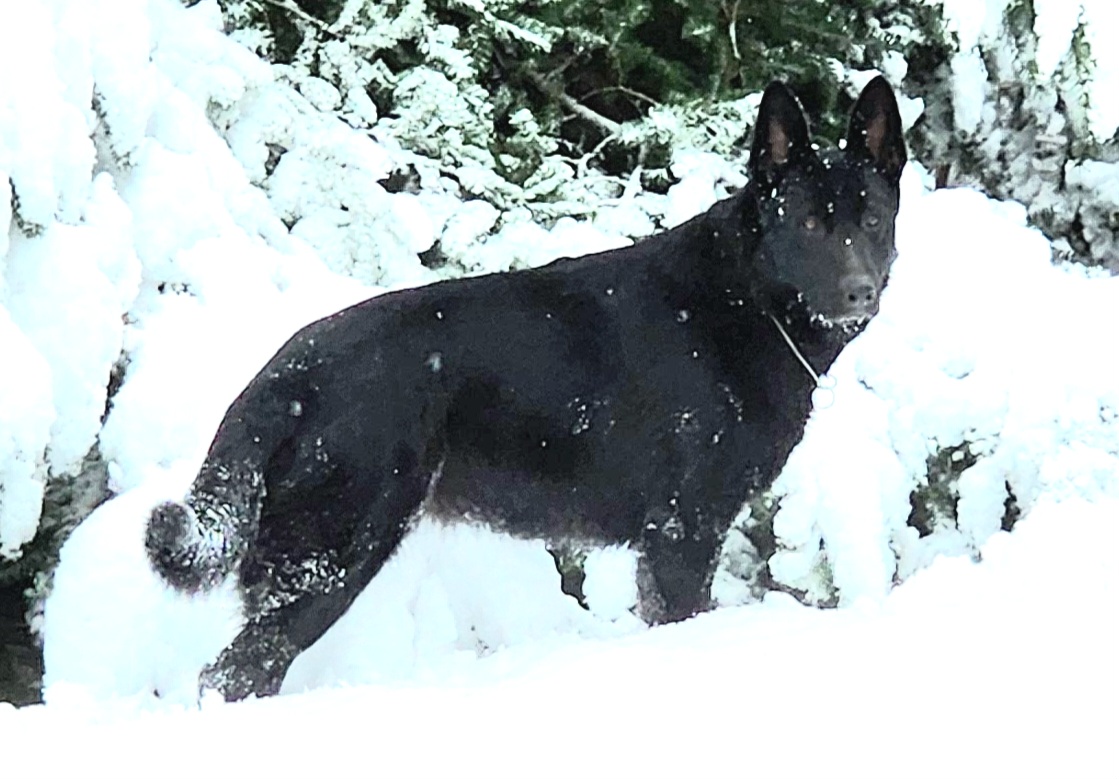 Bonnie - German Shepherd