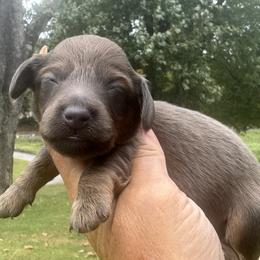 Beau - Blue and tan male Dachshund puppy in Bentonville, Arkansas from Boujee Buns Dachshunds