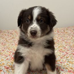 Rose - Red & white female Australian Shepherd puppy in Belton, Texas from Southern Copper Sun Aussies