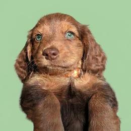 Clyde - Chocolate and tan male Dachshund puppy in Austin, Texas from Glorious Minis