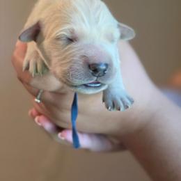 Blue - Golden male Golden Retriever puppy in Lucasville, Ohio from Halo Kennels