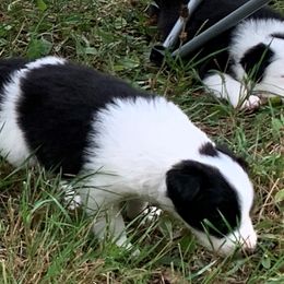 Border Collie All Grown Up from Hidey Hole Kennel