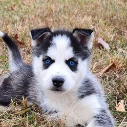 Siberian Husky Puppies from Kentucky Huskies