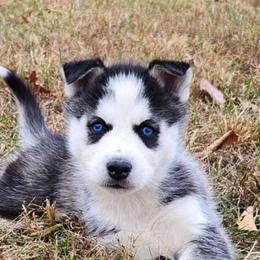 Siberian Husky Puppies from Kentucky Huskies