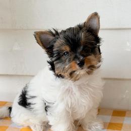 Willow  -  AKC 3750 - Black tan and white female Biewer Terrier puppy in Douglas, Georgia from Heartland small breeds