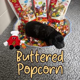 Buttered Popcorn - Black male Labrador Retriever puppy in Water Valley, Mississippi from Three Lakes Labs & WHDs