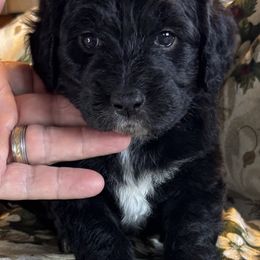 Joel - Black & white male Toy Australian Shepherd puppy in La Grande, Oregon from Larsen's Toy Aussies