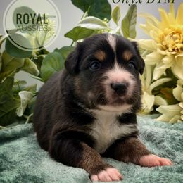 Onyx - Black tri-color male Australian Shepherd puppy in Petersburg, Indiana from Royal Aussie’s