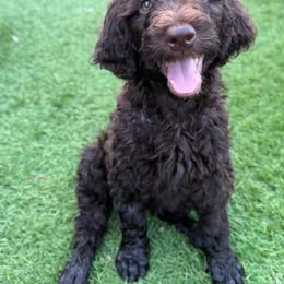 Black Trumpet - Salmon Collar - Chocolate female Goldendoodle puppy in Garland, Texas from Twilight Doodles
