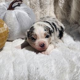 Hansel - Blue merle male Miniature Australian Shepherd puppy in Gainesboro, Tennessee from Family Tradition