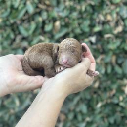 Boy 3 - male Poodle puppy in Modesto, California from Dry Creek Poodles