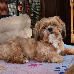 Simba - Shih Tzu
