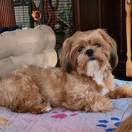 Simba - Shih Tzu