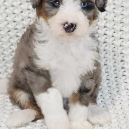 Boy 2 - Merle male Bernedoodle puppy in Schertz, Texas from Kat's Teddydoodles