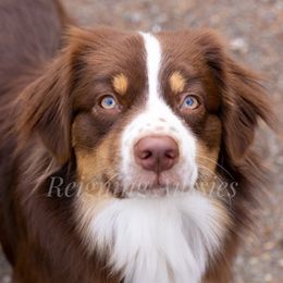 Australian Shepherds from Reigning Aussies