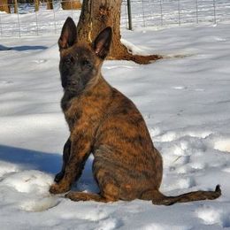 Dutch Shepherds from Vandalia Kennel Dutch Shepherds