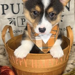 Hawthorn - Black and tan male Pembroke Welsh Corgi puppy in Benton, Arkansas from High Cotton Corgis