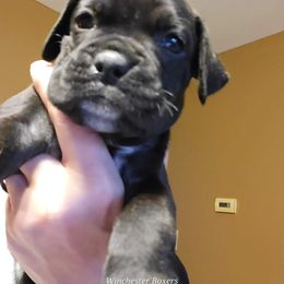 Boxer Puppies from Winchester Boxers