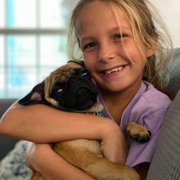 Bulldog, French Bulldog, and Pug Puppies from Royal destiny kennels