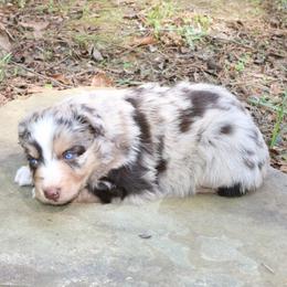 Firefly - Red merle male Australian Shepherd puppy in Macon, Georgia from Shaina’s Shepherds