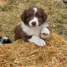 Australian Shepherd Puppies from Big Sky Aussies